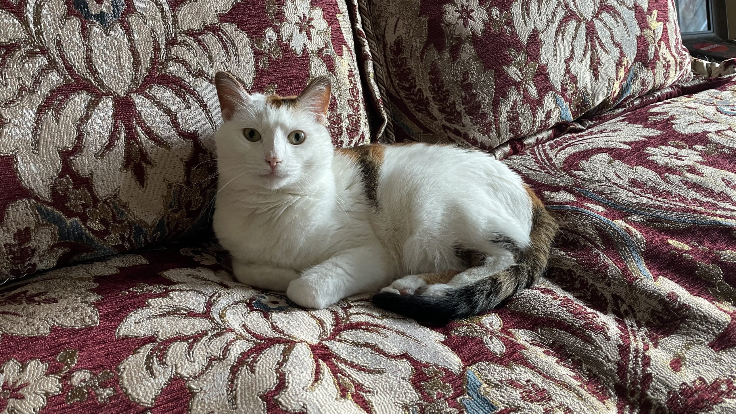 Pebble’s Bedtime Routine